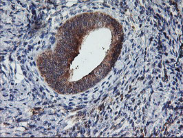 m09384 2 anti tulp3 mouse monoclonal antibody clone id oti7b8 ihc testing 4