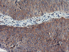 m09384 2 anti tulp3 mouse monoclonal antibody clone id oti7b8 ihc testing 5