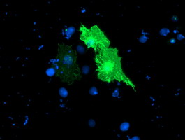 m09384 anti tulp3 mouse monoclonal antibody clone id oti4e5 if testing 12