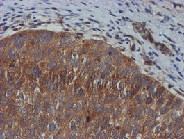 m09384 anti tulp3 mouse monoclonal antibody clone id oti4e5 ihc testing 10
