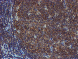 m09384 anti tulp3 mouse monoclonal antibody clone id oti4e5 ihc testing 11