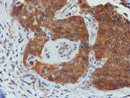 m09384 anti tulp3 mouse monoclonal antibody clone id oti4e5 ihc testing 3
