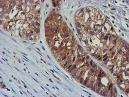 m09384 anti tulp3 mouse monoclonal antibody clone id oti4e5 ihc testing 4