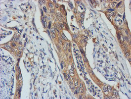 m09384 anti tulp3 mouse monoclonal antibody clone id oti4e5 ihc testing 6