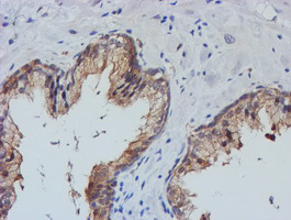 m09384 anti tulp3 mouse monoclonal antibody clone id oti4e5 ihc testing 9