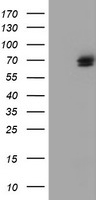 m09384 anti tulp3 mouse monoclonal antibody clone id oti4e5 wb testing 1