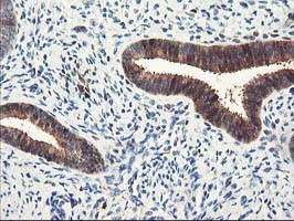 m09395 1 anti lxn mouse monoclonal antibody clone id oti2g4 ihc testing 6