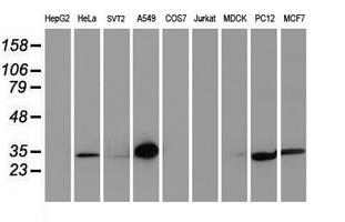 Western blot analysis of extracts (35ug) from 9 different cell lines by using anti-LXN monoclonal antibody