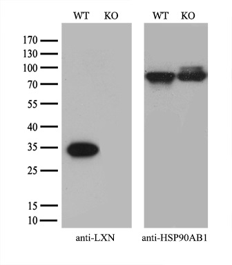 m09395 1 anti lxn mouse monoclonal antibody clone id oti2g4 wb testing 3