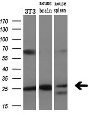 Western blot analysis of extracts (10ug) from a mouse cell line and 2 different mouse tissues by using anti-LXN monoclonal antibody (1:200)