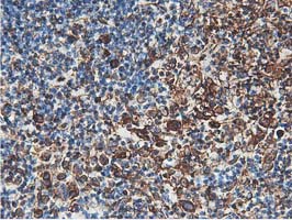 m09395 anti lxn mouse monoclonal antibody clone id oti1e10 ihc testing 10