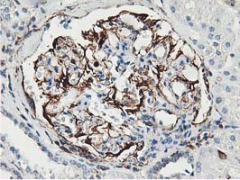 m09395 anti lxn mouse monoclonal antibody clone id oti1e10 ihc testing 11