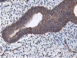 m09395 anti lxn mouse monoclonal antibody clone id oti1e10 ihc testing 6