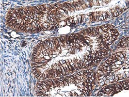 m09395 anti lxn mouse monoclonal antibody clone id oti1e10 ihc testing 7