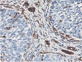 m09395 anti lxn mouse monoclonal antibody clone id oti1e10 ihc testing 8