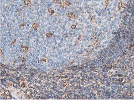 m09395 anti lxn mouse monoclonal antibody clone id oti1e10 ihc testing 9