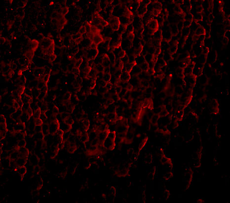 m09399 orai3 primary antibodies if testing 3