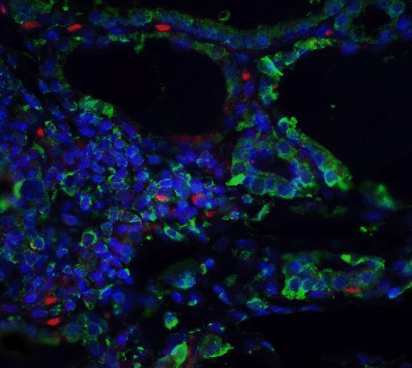m09399 orai3 primary antibodies if testing 4