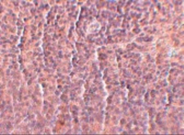 m09399 orai3 primary antibodies ihc testing 2