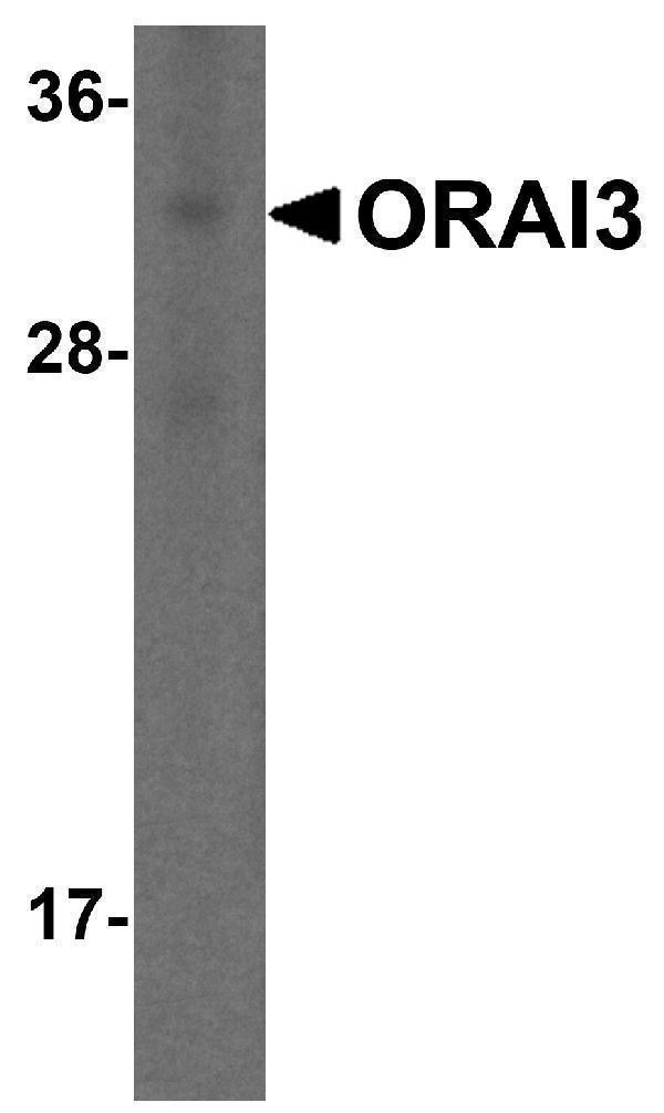 m09399 orai3 primary antibodies wb testing 1