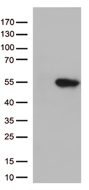 m09404 anti gnal mouse monoclonal antibody clone id oti1c11 wb testing 1