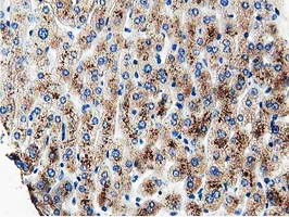 m09405 anti mob4a mob1b mouse monoclonal antibody clone id oti1h2 ihc testing 4