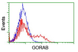 HEK293T cells transfected with either GORAB (Myc-DDK-tagged) overexpress plasmid (Red) or empty vector control plasmid (Blue) were immunostained by anti-GORAB antibody (M09417)