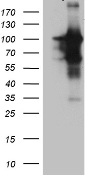 m09427 anti begain mouse monoclonal antibody clone id oti4d9 wb testing 1