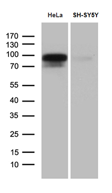 m09427 anti begain mouse monoclonal antibody clone id oti4d9 wb testing 2