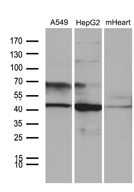 m09447 anti fbxo22 mouse monoclonal antibody clone id oti1h1 wb testing 2