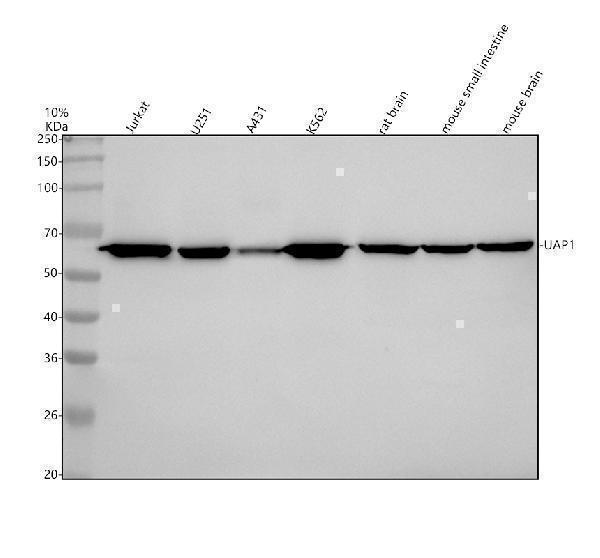 Western blot analysis of UAP1 using anti-UAP1 antibody (M09450-1)
