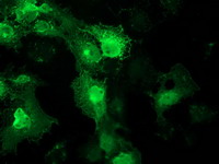 m09470 anti fam40a strip1 mouse monoclonal antibody clone id oti7b8 if testing 10