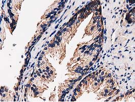 m09470 anti fam40a strip1 mouse monoclonal antibody clone id oti7b8 ihc testing 4