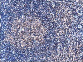 m09470 anti fam40a strip1 mouse monoclonal antibody clone id oti7b8 ihc testing 6