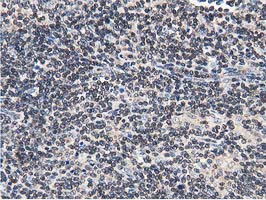 m09470 anti fam40a strip1 mouse monoclonal antibody clone id oti7b8 ihc testing 7