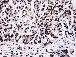 m09470 anti fam40a strip1 mouse monoclonal antibody clone id oti7b8 ihc testing 8