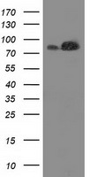 HEK293T cells were transfected with the pCMV6-ENTRY control (Left lane) or pCMV6-ENTRY FAM40A (Right lane) cDNA for 48 hrs and lysed