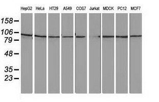 Western blot analysis of extracts (35ug) from 9 different cell lines by using anti-FAM40A monoclonal antibody