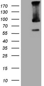 m09474 anti trim56 mouse monoclonal antibody clone id oti5a1 wb testing 1
