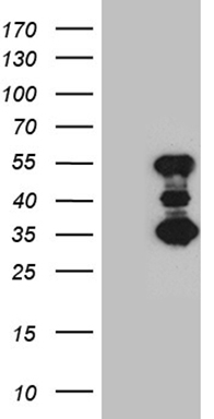 m09479 anti slc2a4rg mouse monoclonal antibody clone id oti1d9 wb testing 1