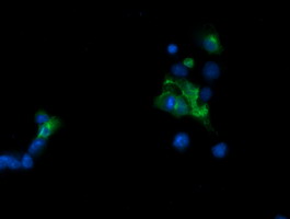 m09482 anti tapasin related protein tapbpl mouse monoclonal antibody clone id oti4h5 if testing 11