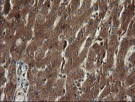 m09482 anti tapasin related protein tapbpl mouse monoclonal antibody clone id oti4h5 ihc testing 10