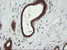 m09482 anti tapasin related protein tapbpl mouse monoclonal antibody clone id oti4h5 ihc testing 6