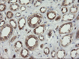 m09482 anti tapasin related protein tapbpl mouse monoclonal antibody clone id oti4h5 ihc testing 9