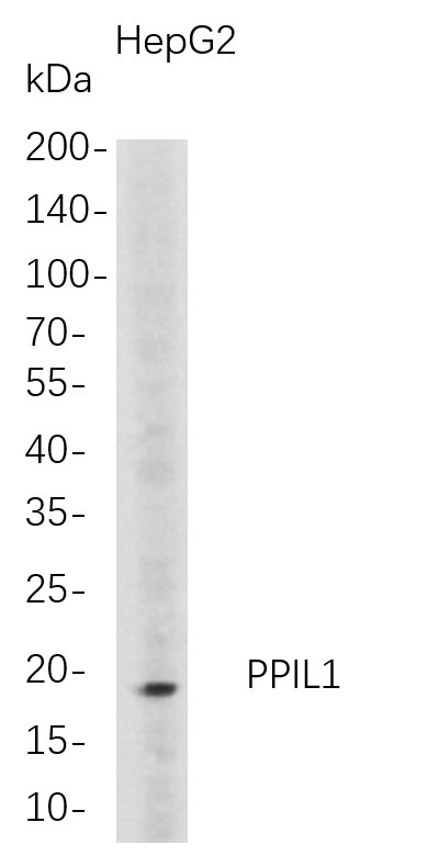 m09483 1 ppil1 primary antibodies wb testing 1
