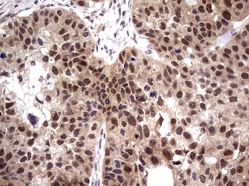 m09483 anti ppil1 mouse monoclonal antibody clone id oti2d1 ihc testing 2