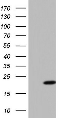 m09483 anti ppil1 mouse monoclonal antibody clone id oti2d1 wb testing 1