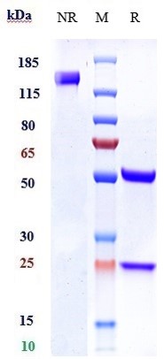 Anti-Ly6E Reference Antibody (RG7841) on SDS-PAGE under reducing (R) condition