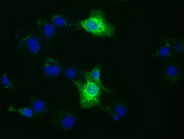 m09499 anti xpnpep1 mouse monoclonal antibody clone id oti1e3 if testing 5