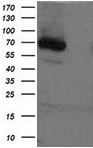 HEK293T cells were transfected with pCMV6-ENTRY XPNPEP1 or the pCMV6-ENTRY control (Right lane) cDNA for 48 hrs and lysed